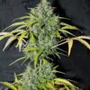 Buy Amnesia Regular Seeds by Seedsman in America - Image 2