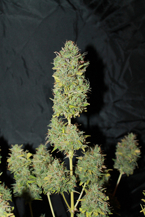 White Widow Auto Feminized Seeds