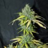 Amnesia Auto Feminized Seeds