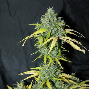 Amnesia Auto Feminized Seeds