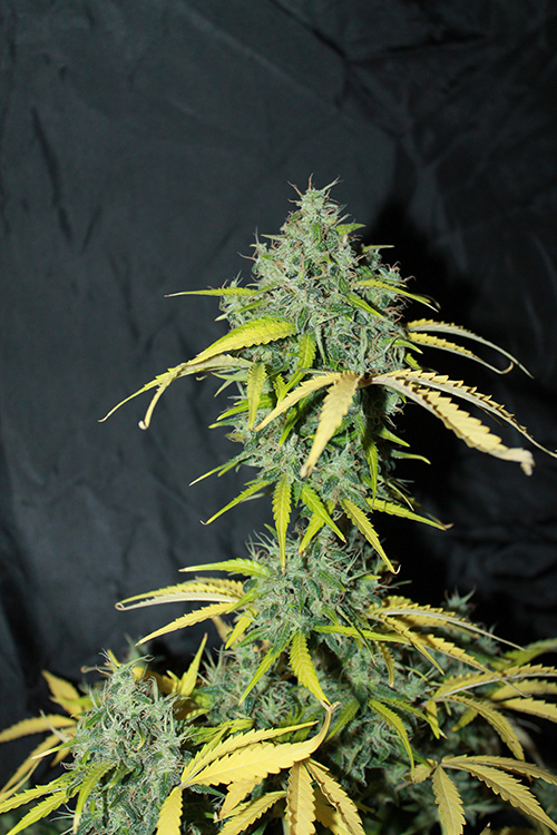 Amnesia Auto Feminized Seeds