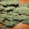 Amnesia Regular Seeds