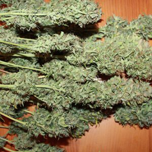 Amnesia Regular Seeds