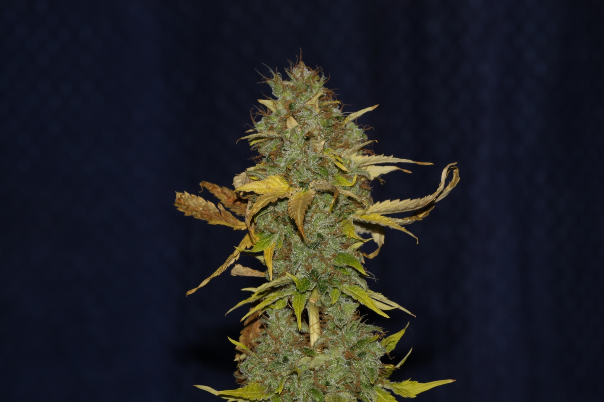 Buy White Widow FAST Feminized Seeds By Seedsman In America Stellar Seeds   Img 4792 X Ww F 