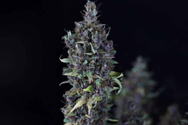 Candy Cream Auto Feminized Seeds