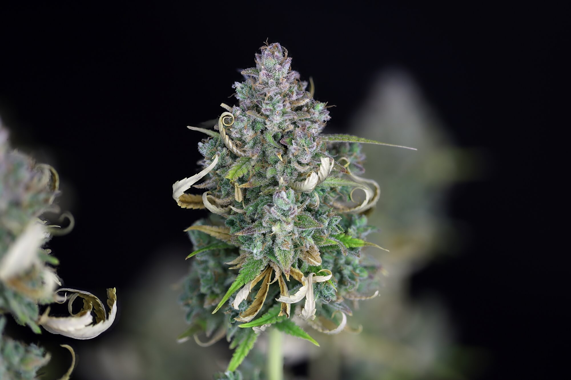 img_9425_zkittlez_auto_d76_2000