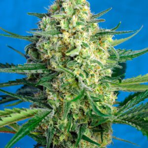 Jack 47 XL Auto Feminized Seeds