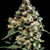 Buy Jack Herer Feminized Seeds by Greenhouse Seed Co. in America - Image 2