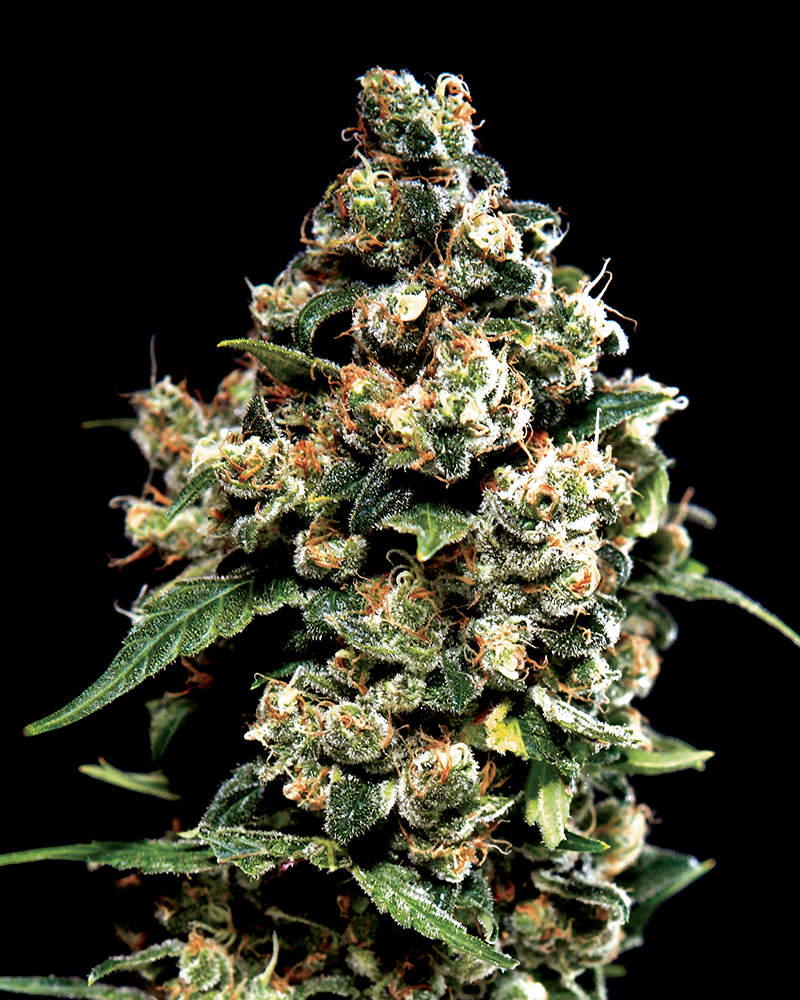 jackherer