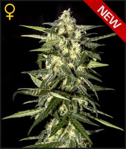 Jack Herer Auto Feminized Seeds