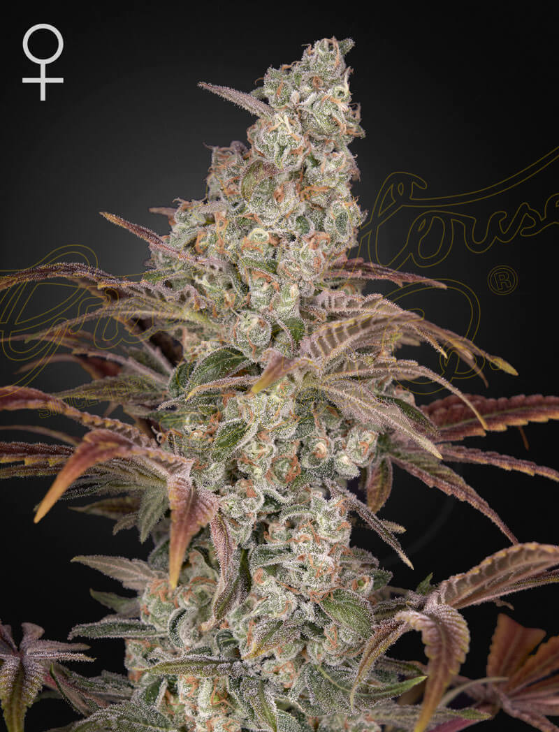 Jack's Dream Feminized Seeds Jack's Dream Feminized Seeds