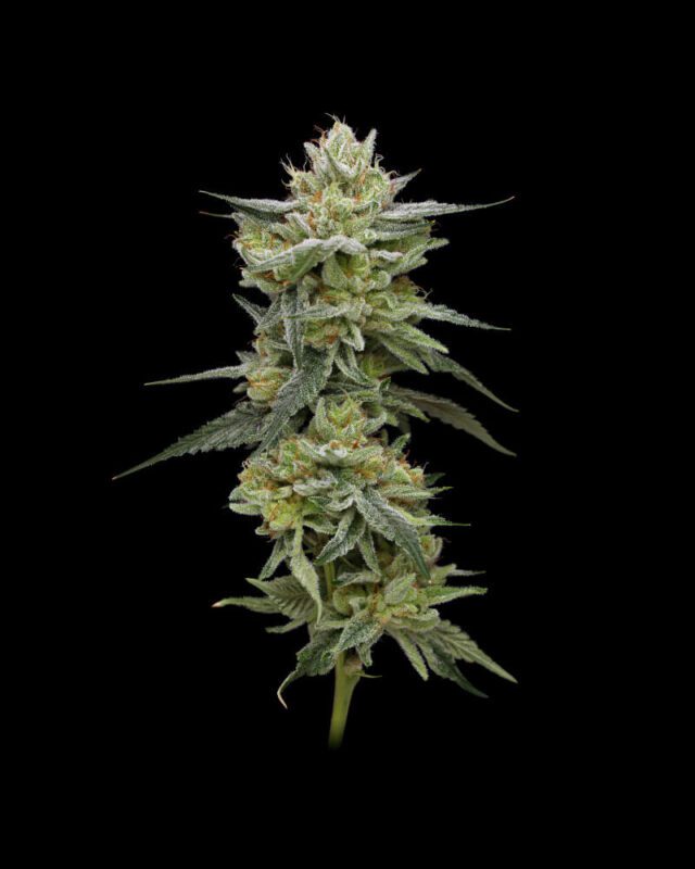 Hella Jelly (formerly Jelly Rancher) Feminized Seeds