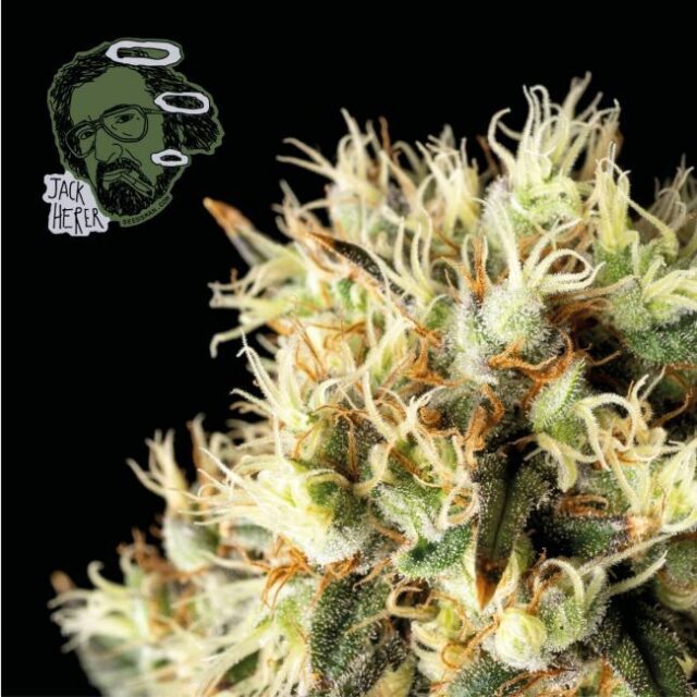 Jack Herer Feminized Seeds