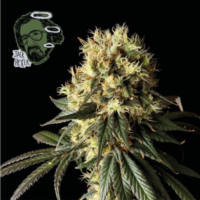 Jack Herer Feminized Seeds