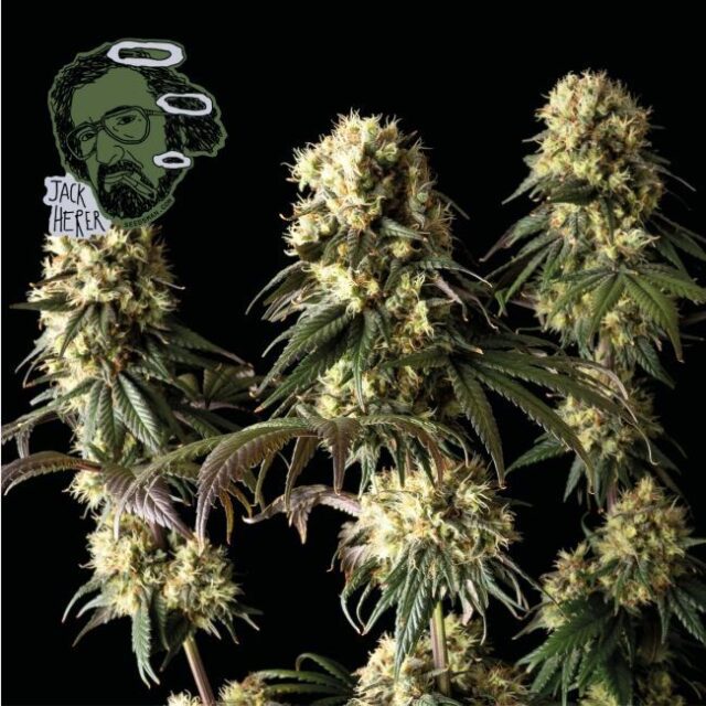 Jack Herer Feminized Seeds