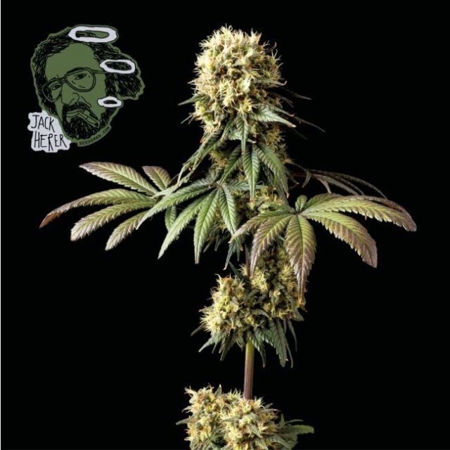 Jack Herer Feminized Seeds