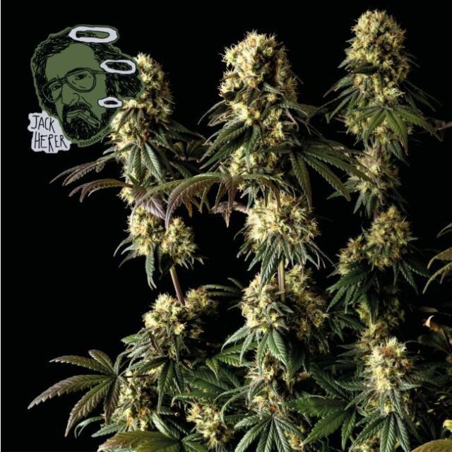 Jack Herer Feminized Seeds