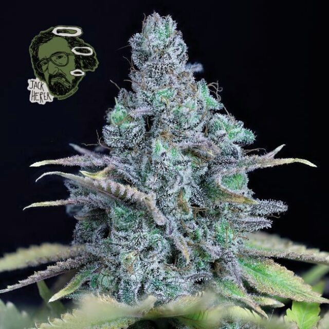 Jack Herer Feminized Seeds