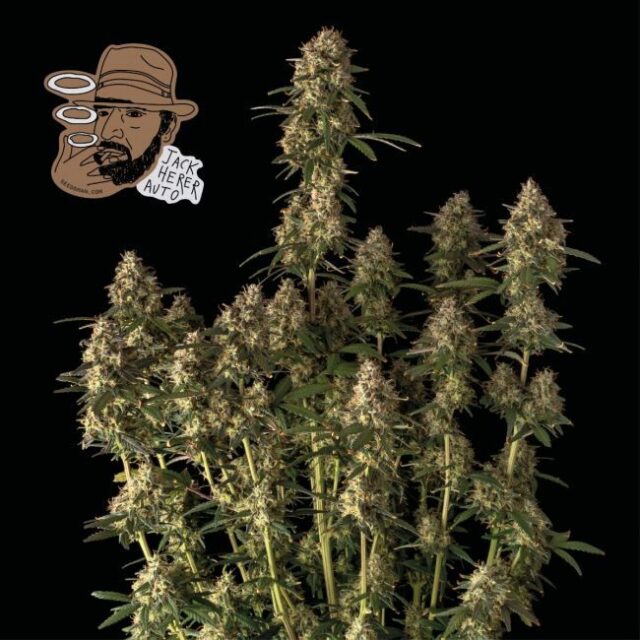 Jack Herer Auto Feminized Seeds