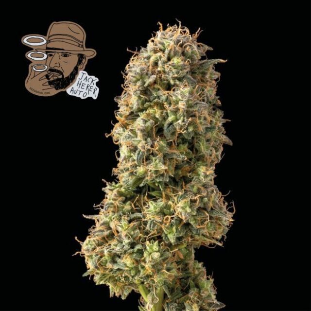 Jack Herer Auto Feminized Seeds