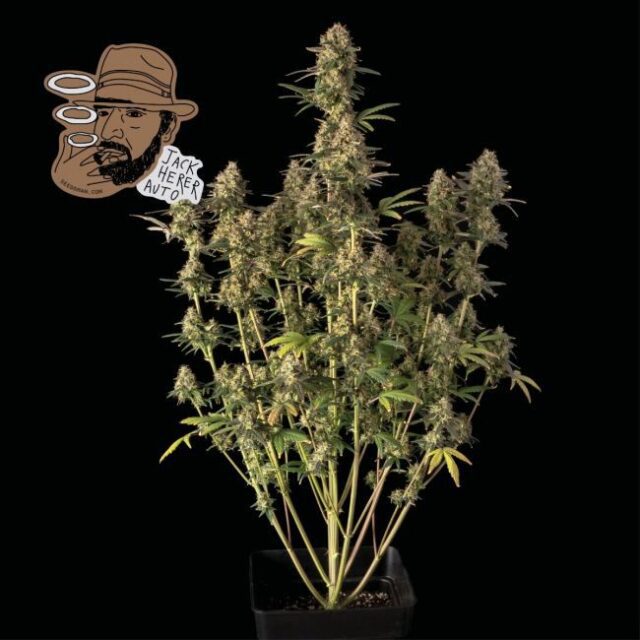 Jack Herer Auto Feminized Seeds