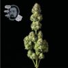 Jack Herer FAST Feminized Seeds