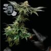 Jack Herer FAST Feminized Seeds