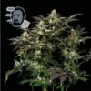 Jack Herer FAST Feminized Seeds