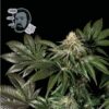 Jack Herer FAST Feminized Seeds