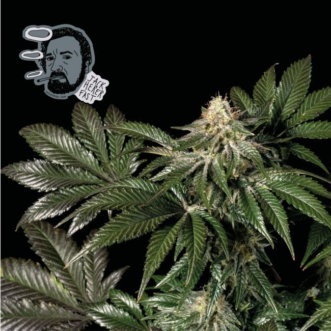 Jack Herer FAST Feminized Seeds