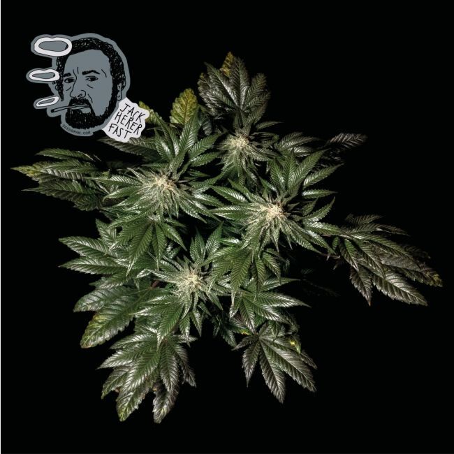 Buy Jack Herer Fast Feminized Seeds By Seedsman In America Stellar Seeds