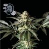 Jack Herer FAST Feminized Seeds