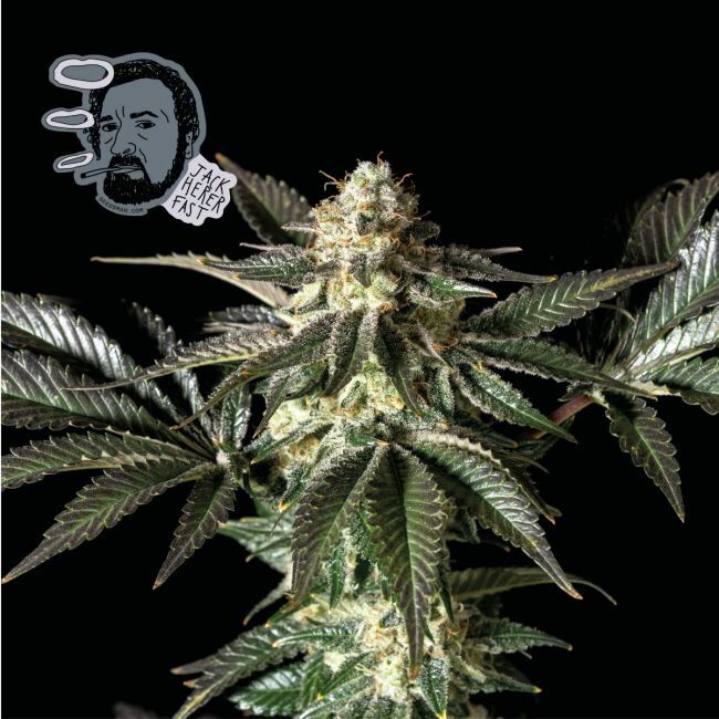 Jack Herer FAST Feminized Seeds