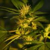 Buy Jock Horror Feminized Seeds by Nirvana in America - Image 2