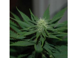 Auto Jock Horror Feminized Seeds