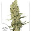Jorge's Diamond Feminized Seeds