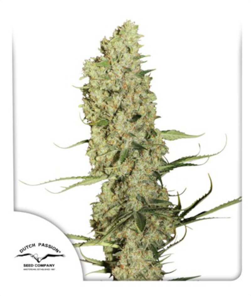 Jorge's Diamond Feminized Seeds