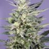 Jorge's Diamond Feminized Seeds
