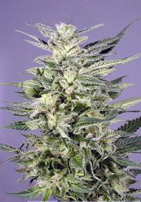 Jorge's Diamond Feminized Seeds