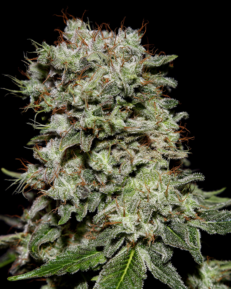 Buy Kalashnikova Feminized Seeds by Greenhouse Seed Co. in America - Image 2