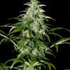 Buy Kalashnikova Auto Feminized Seeds by Greenhouse Seed Co. in America - Image 2
