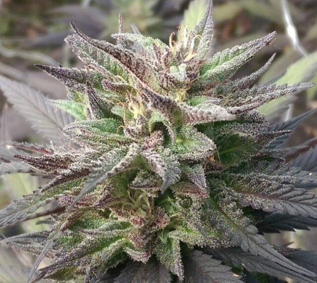 Kali China Feminized Seeds - Breeders Pack