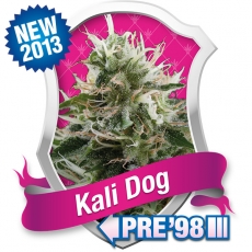 Kali Dog Feminized Seeds