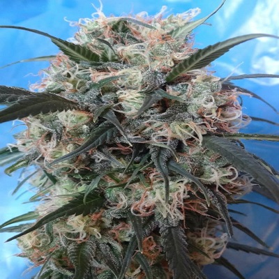 Kali China Feminized Seeds