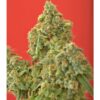 Buy Kaya Gold Feminized Seeds by Nirvana in America - Image 2