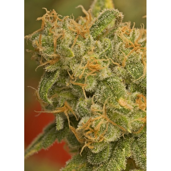 Buy Kaya Gold Feminized Seeds by Nirvana in America - Stellar Seeds