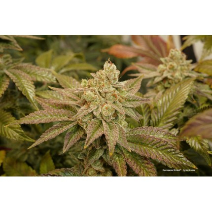 Kerosene Krash Feminized Seeds