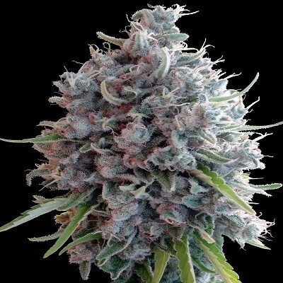 Killer A5 Haze Feminized Seeds