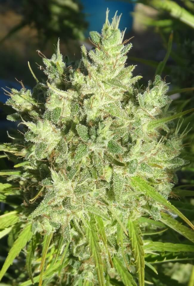 Buy Killer A5 Haze Feminized Seeds by Ace Seeds in America - Stellar Seeds