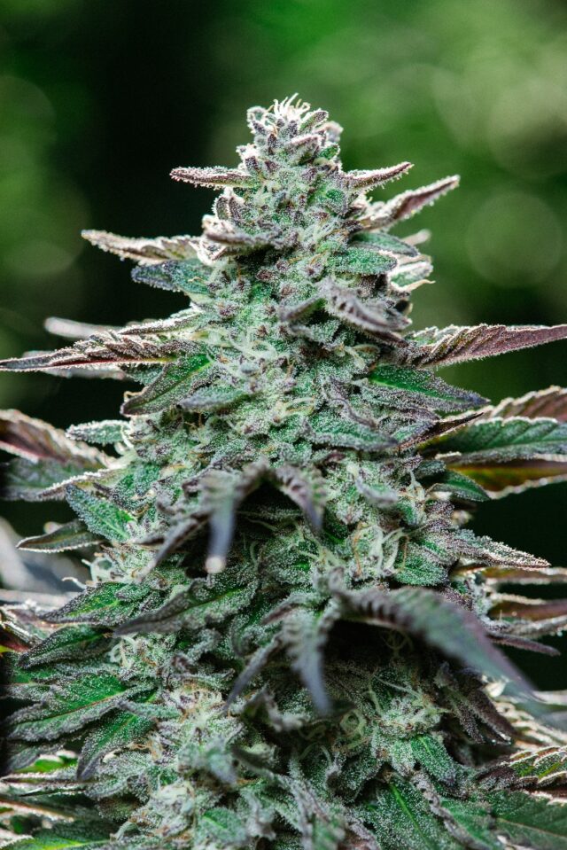 King Kong FAST Feminized Seeds